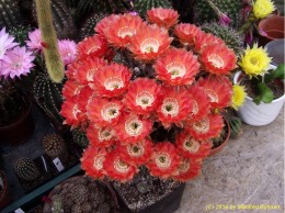 Echinopsis Hybride 036